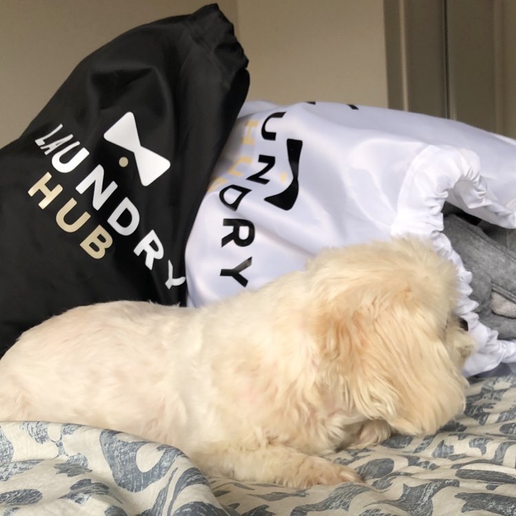 A small white dog lying on a bed next to black and white laundry bags labeled "Laundry Pickup and Delivery Service.